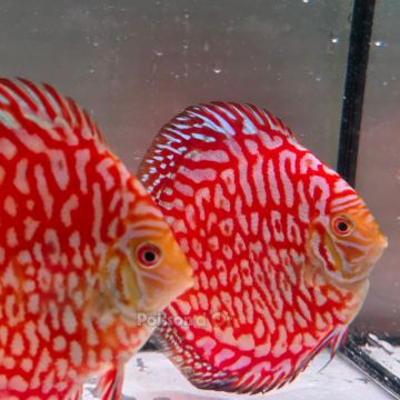 Discus Majestic Pigeon CheckerBoard origine Malaisie 10-11 cm