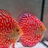 Discus Majestic Pigeon CheckerBoard origine Malaisie 10-11 cm