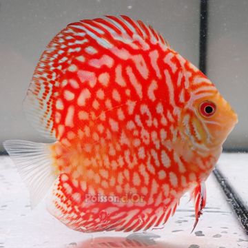 Discus Majestic Pigeon CheckerBoard origine Malaisie 10-11 cm