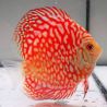 Discus Majestic Pigeon CheckerBoard origine Malaisie 10-11 cm
