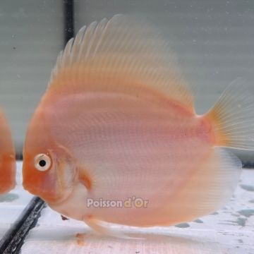 Discus Snow White (Offer) origine Malaisie 12-13 cm