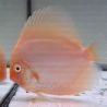 Discus Snow White (Offer) origine Malaisie 12-13 cm