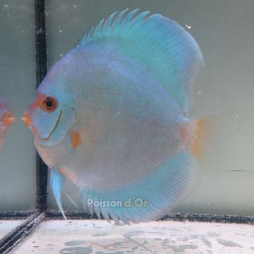 Discus Blue Diamond origine Malaisie 12-13 cm