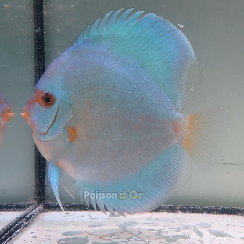 Discus Blue Diamond origine Malaisie 12-13 cm