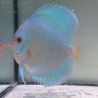 Discus Blue Diamond origine Malaisie 12-13 cm