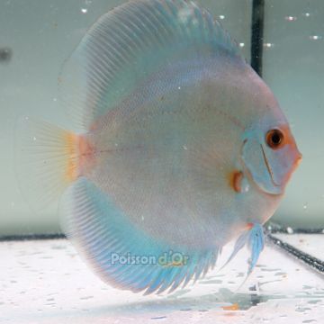 Discus Blue Diamond origine Malaisie 12-13 cm