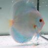 Discus Blue Diamond origine Malaisie 12-13 cm