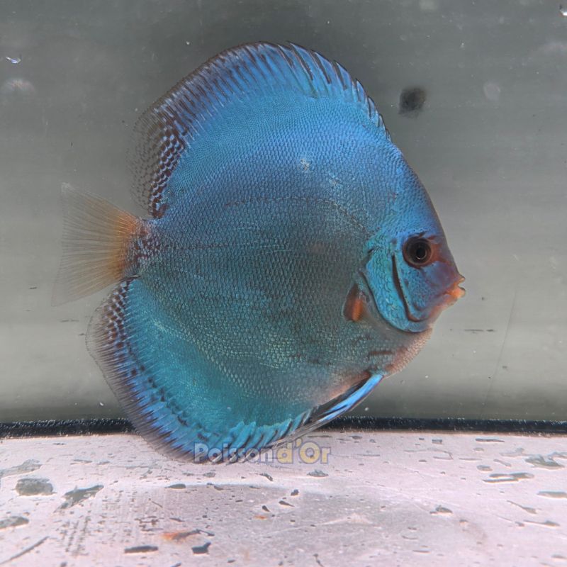 Discus Reflection Deep origine Malaisie 13 cm