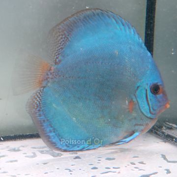 Discus Reflection Deep origine Malaisie 13 cm