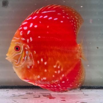Discus Mateor Pigeon origine Malaisie 13 cm