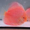 Discus Albino Leopard Snake origine Malaisie 14 cm