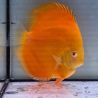 Discus Albino Pearl Diamond origine Malaisie 14 cm
