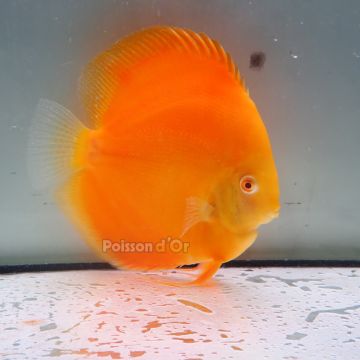 Discus Albino Pearl Diamond origine Malaisie 14 cm