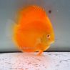 Discus Albino Pearl Diamond origine Malaisie 14 cm