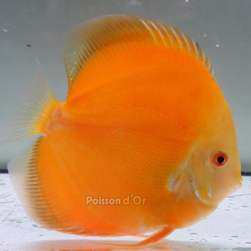 Discus Golden Diamond origine Malaisie 14 cm