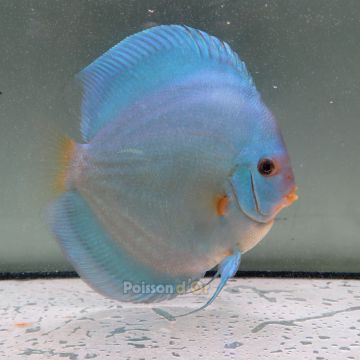 Discus Blue Diamond origine Malaisie 14 cm