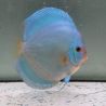 Discus Blue Diamond origine Malaisie 14 cm
