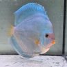 Discus Blue Diamond origine Malaisie 14 cm