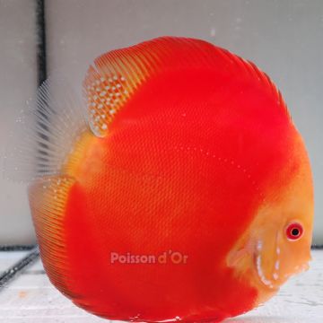 Discus Melon origine Malaisie 14 cm