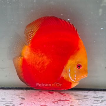 Discus Melon origine Malaisie 14 cm