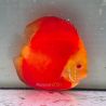 Discus Melon origine Malaisie 14 cm