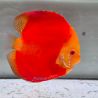 Discus Melon origine Malaisie 14 cm