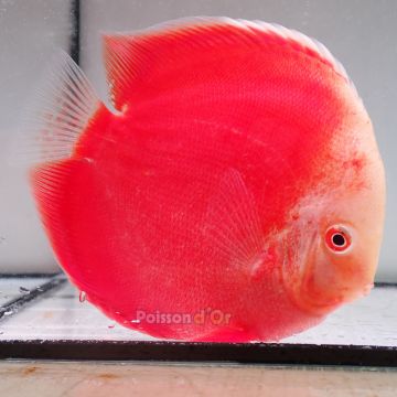 Discus Red White origine Malaisie 14 cm