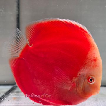 Discus Red White origine Malaisie 14 cm