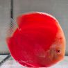 Discus Red White origine Malaisie 14 cm