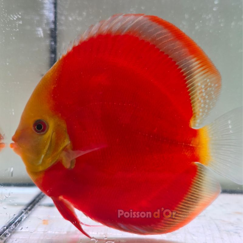 Discus Red Cover origine Malaisie 14 cm