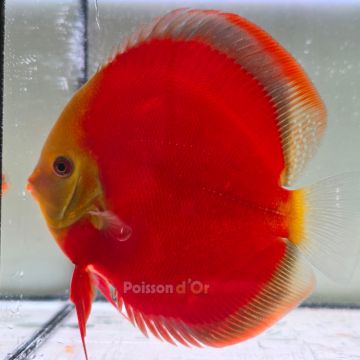 Discus Red Cover origine Malaisie 14 cm