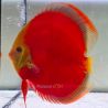 Discus Red Cover origine Malaisie 14 cm