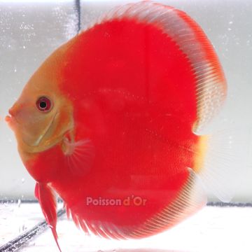 Discus Red Cover origine Malaisie 14 cm