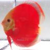 Discus Red Cover origine Malaisie 14 cm