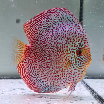 Discus Viper King origine Malaisie 14 cm