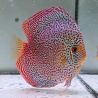 Discus Viper King origine Malaisie 14 cm