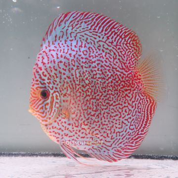 Discus Viper King origine Malaisie 14 cm