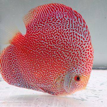 Discus Panthera origine Malaisie 14 cm