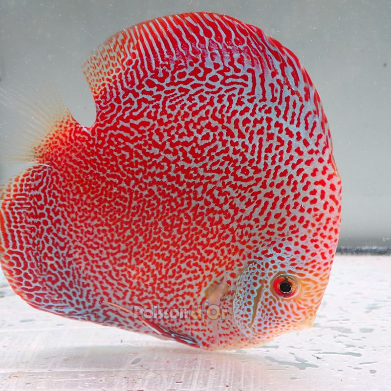 Discus Panthera origine Malaisie 14 cm