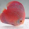 Discus Panthera origine Malaisie 14 cm