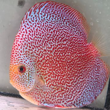 Discus Panthera origine Malaisie 14 cm