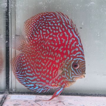 Discus Starlight Galaxy origine Malaise 14 cm