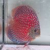 Discus Starlight Galaxy origine Malaise 14 cm