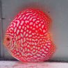 Discus Pigeon CheckerBoard origine Malaisie 14 cm