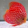 Discus Pigeon CheckerBoard origine Malaisie 14 cm