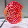 Discus Pigeon CheckerBoard origine Malaisie 14 cm