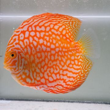 Discus Yellow Pigeon CheckerBoard origine Malaisie 14 cm
