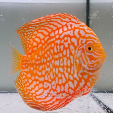 Discus Yellow Pigeon CheckerBoard origine Malaisie 14 cm