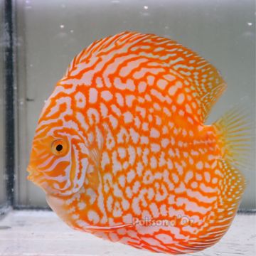 Discus Yellow Pigeon CheckerBoard origine Malaisie 14 cm