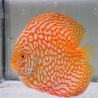 Discus Yellow Pigeon CheckerBoard origine Malaisie 14 cm